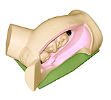 CDʾģ