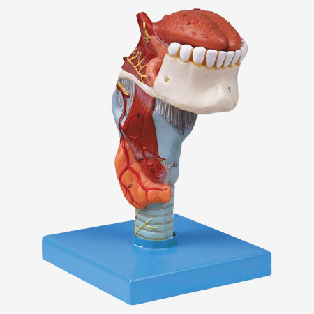 Bģ