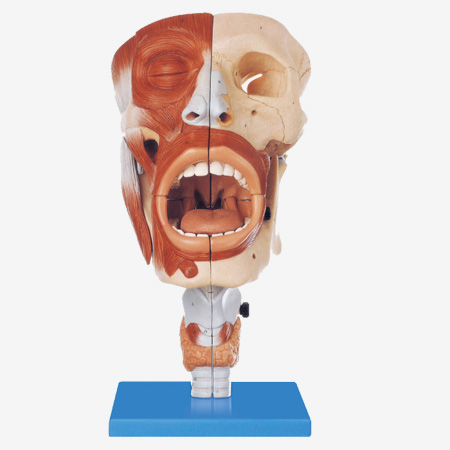 ǻģ