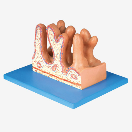 cŴģ