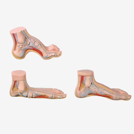 ƽģ